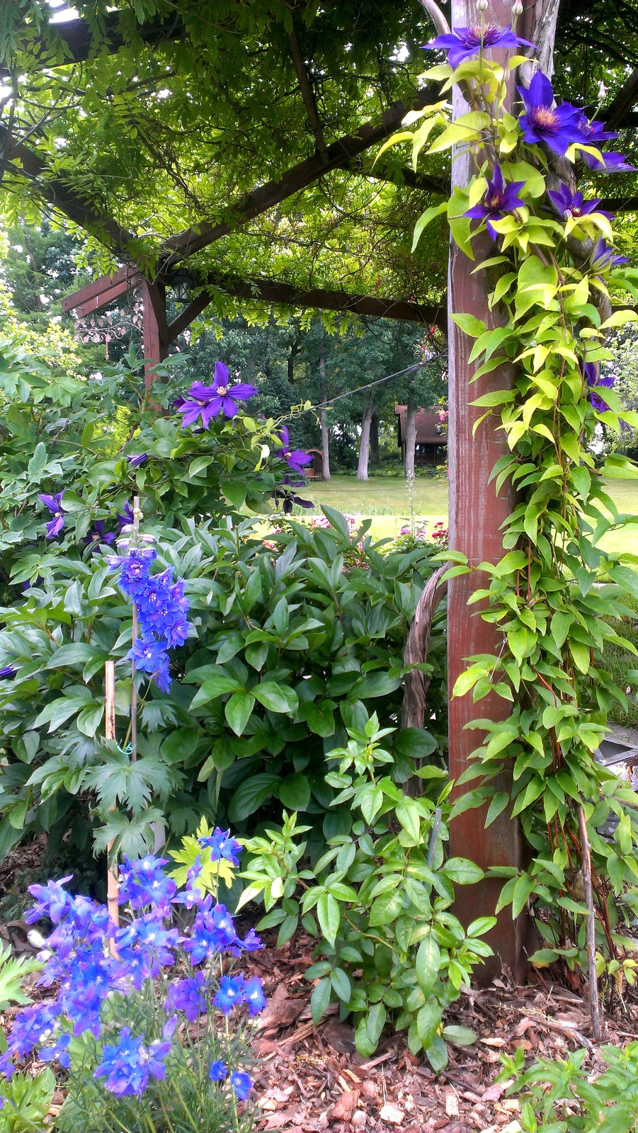 Clematis and Delphinium